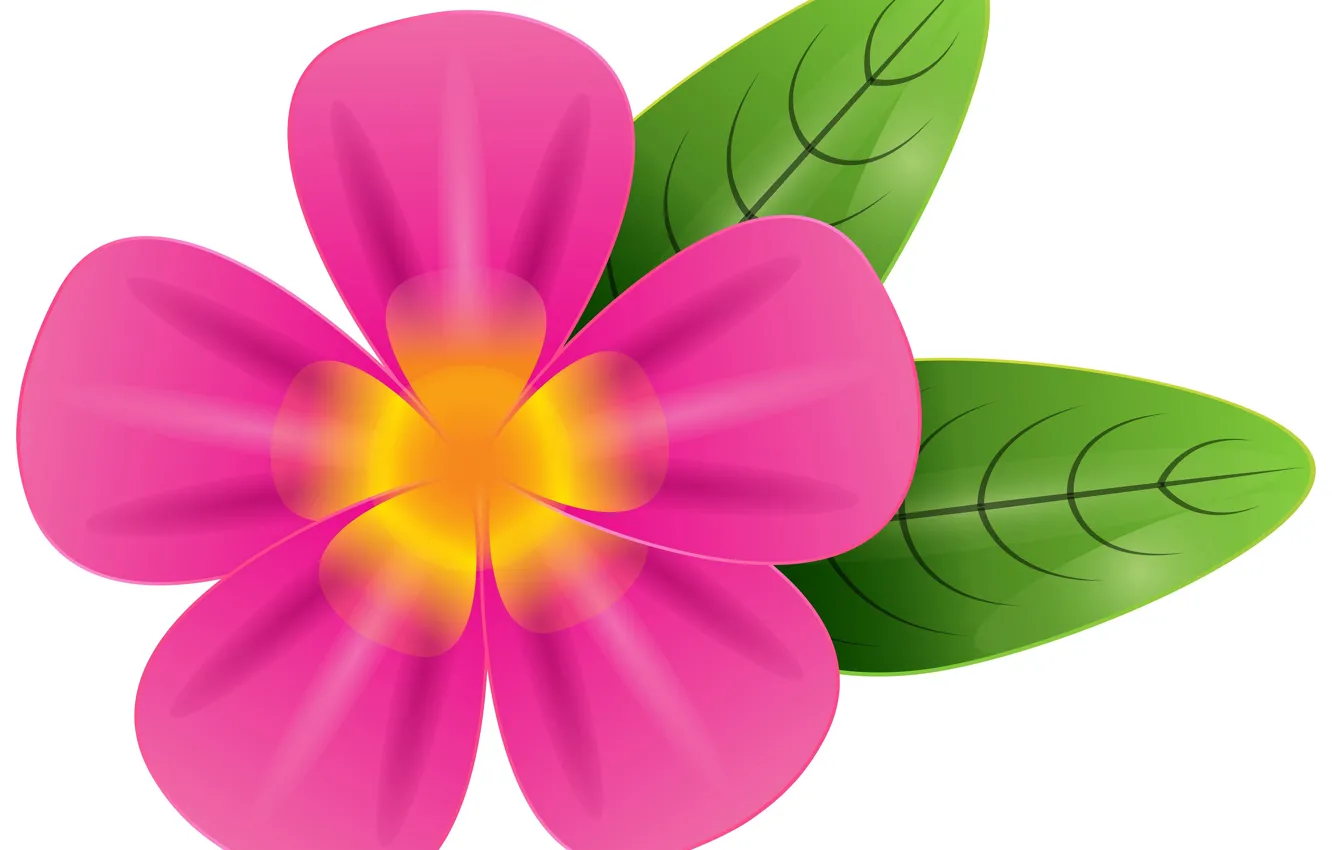 Photo wallpaper flowers, background, leaf, Pink flower