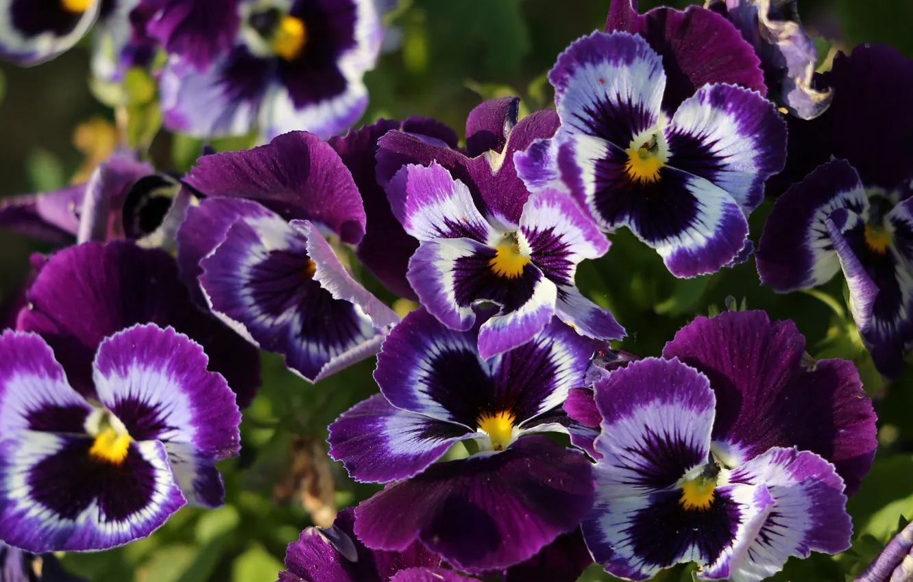 Photo wallpaper purple, macro, flowers, Pansy, a lot, bokeh, viola, violet