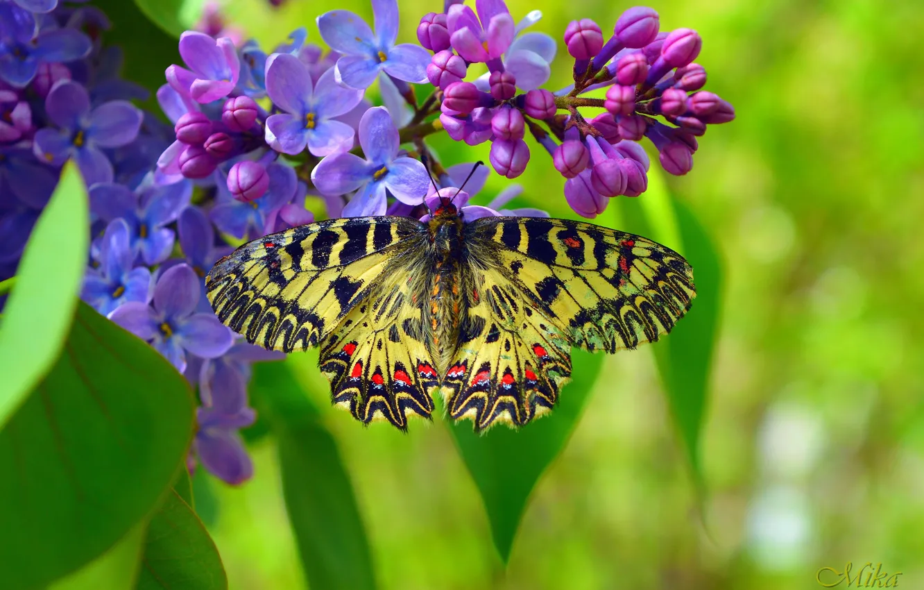 Photo wallpaper Macro, Spring, Butterfly, Spring, Macro, Butterfly