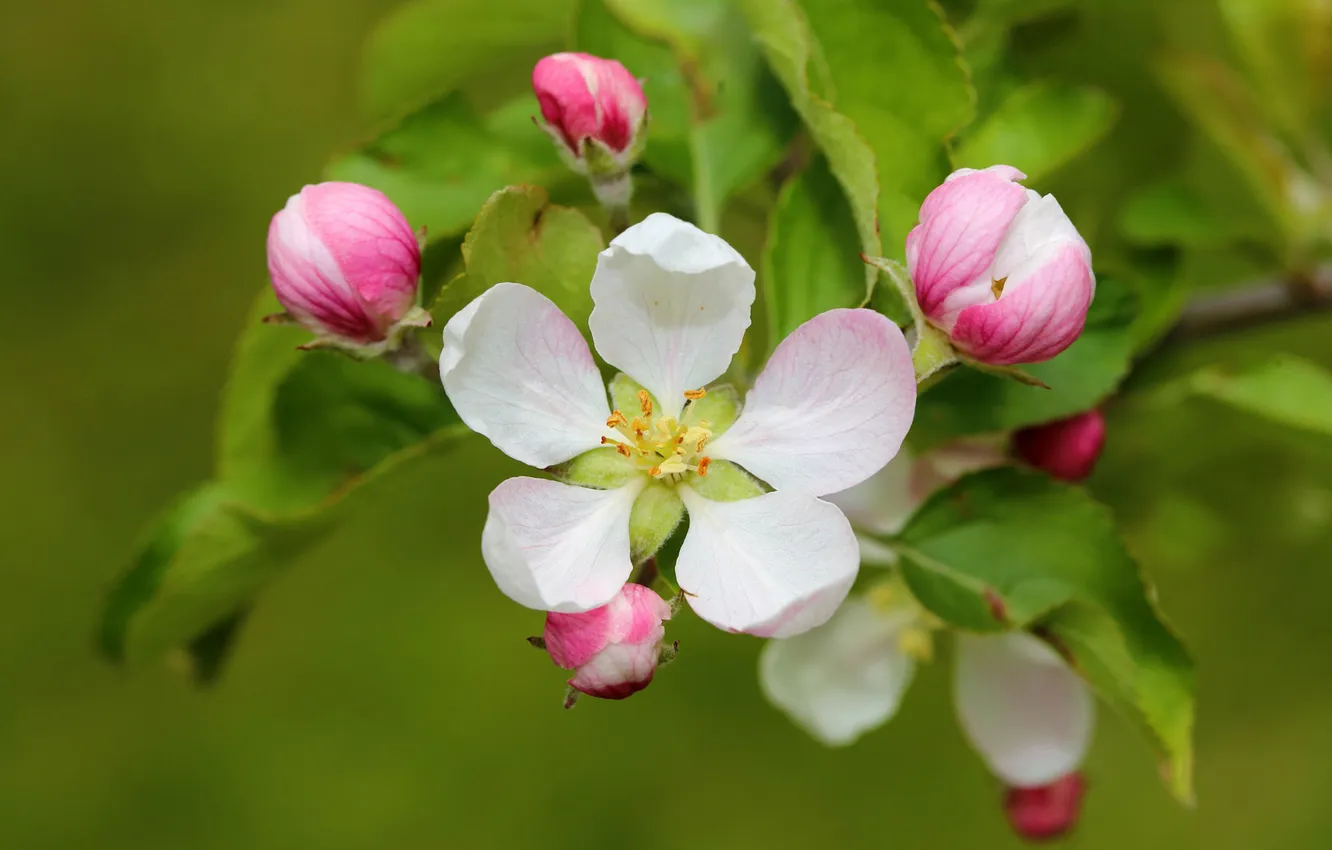 Photo wallpaper flowers, branches, spring, flowering