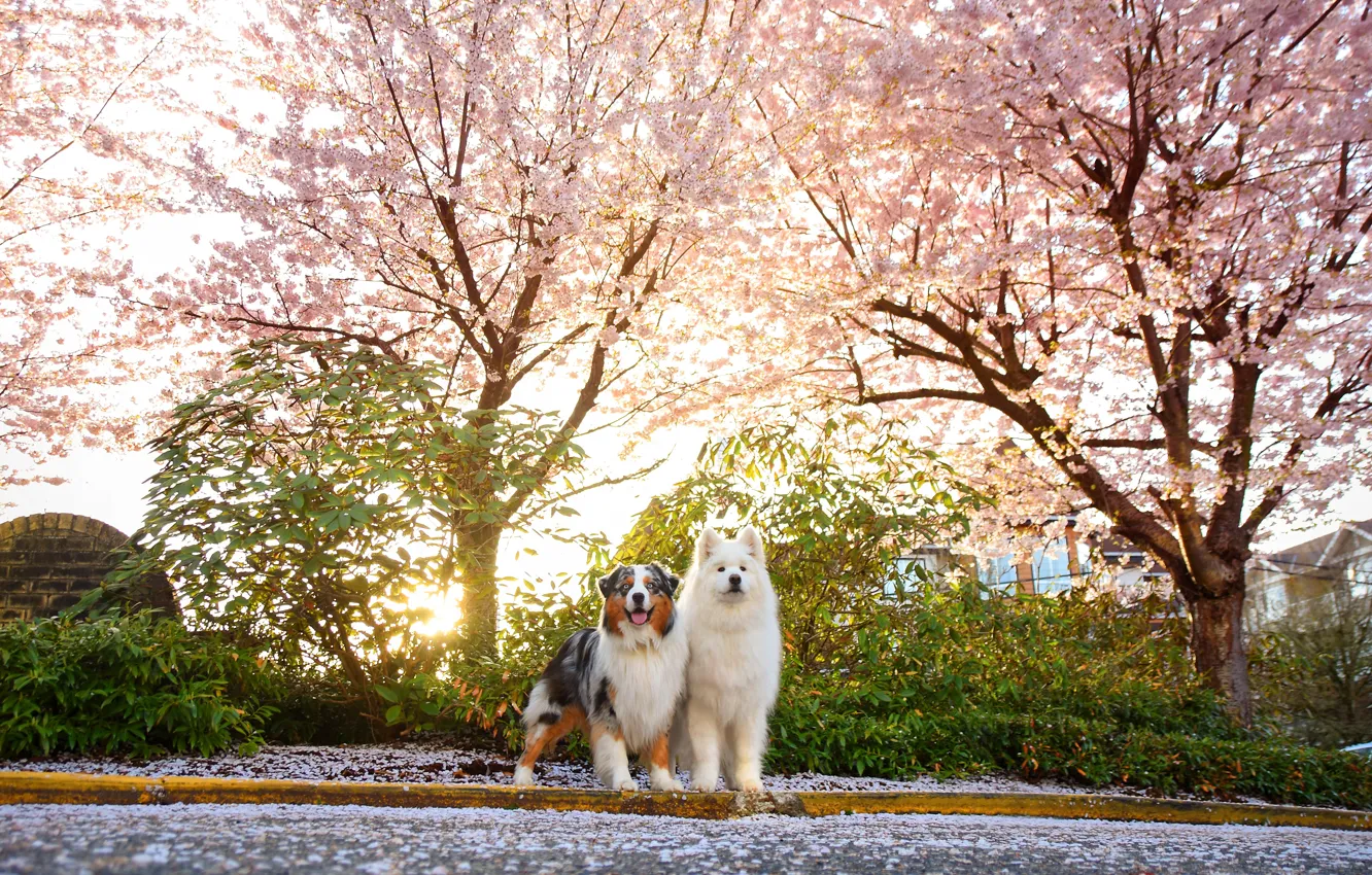 Photo wallpaper look, pose, dog, face, Samoyed
