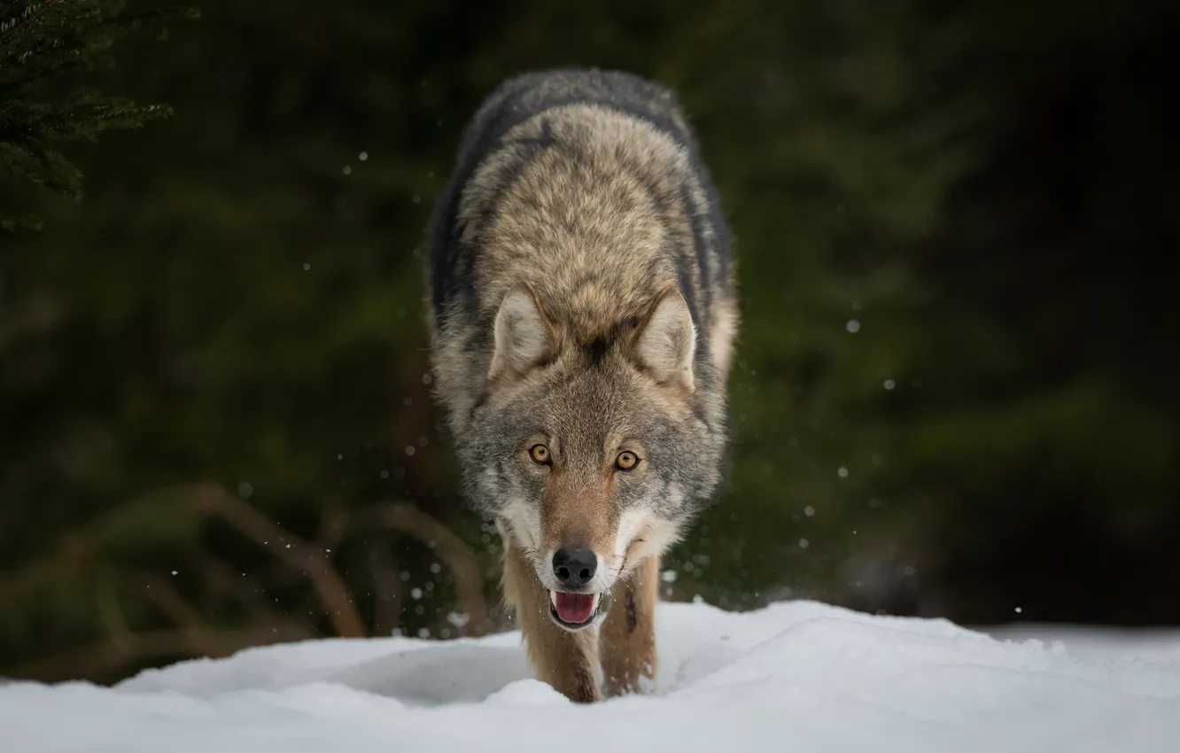 Photo wallpaper snow, wolf, Sight