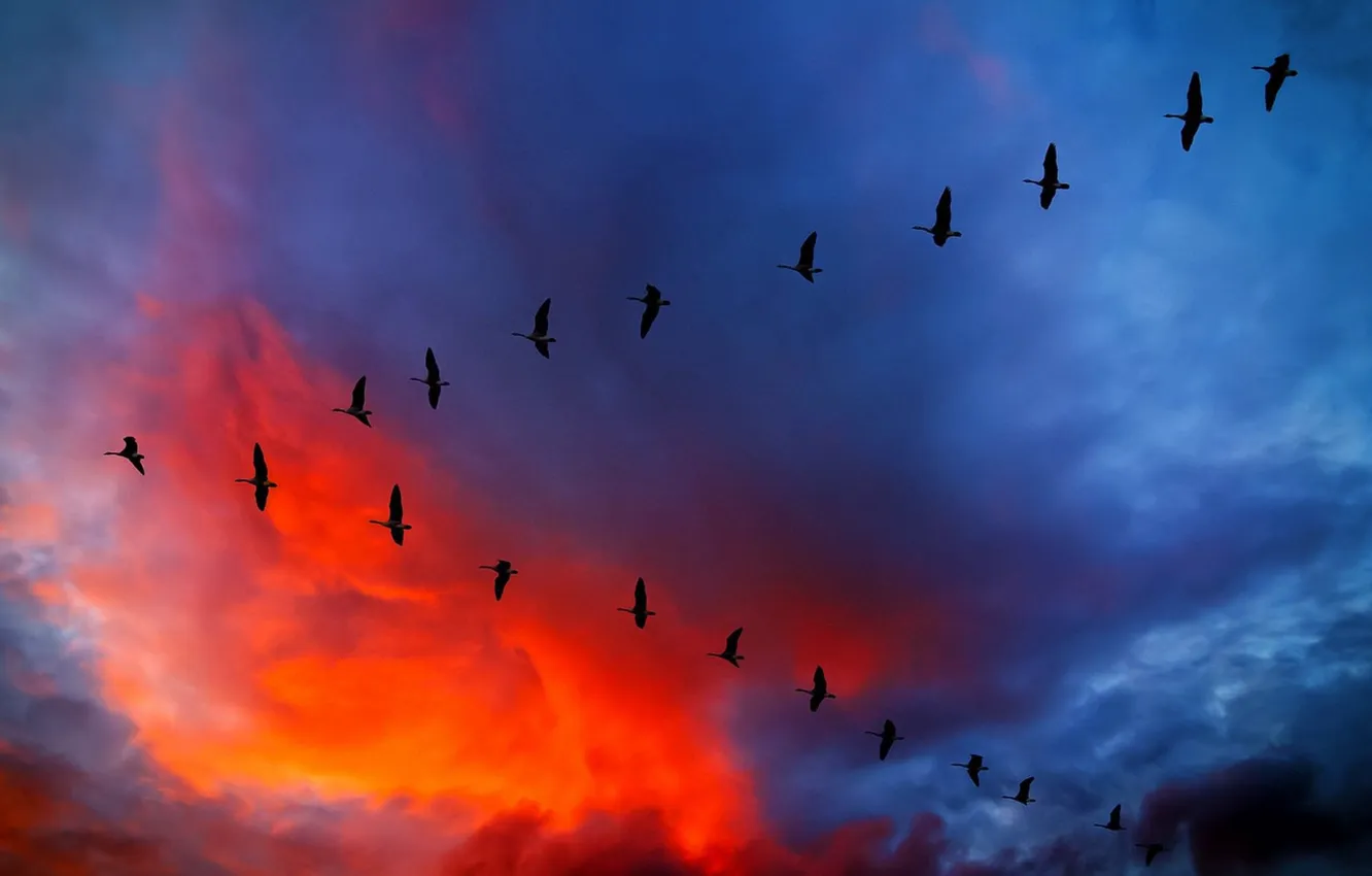 Photo wallpaper the sky, clouds, flight, landscape, sunset, nature, animal, glow