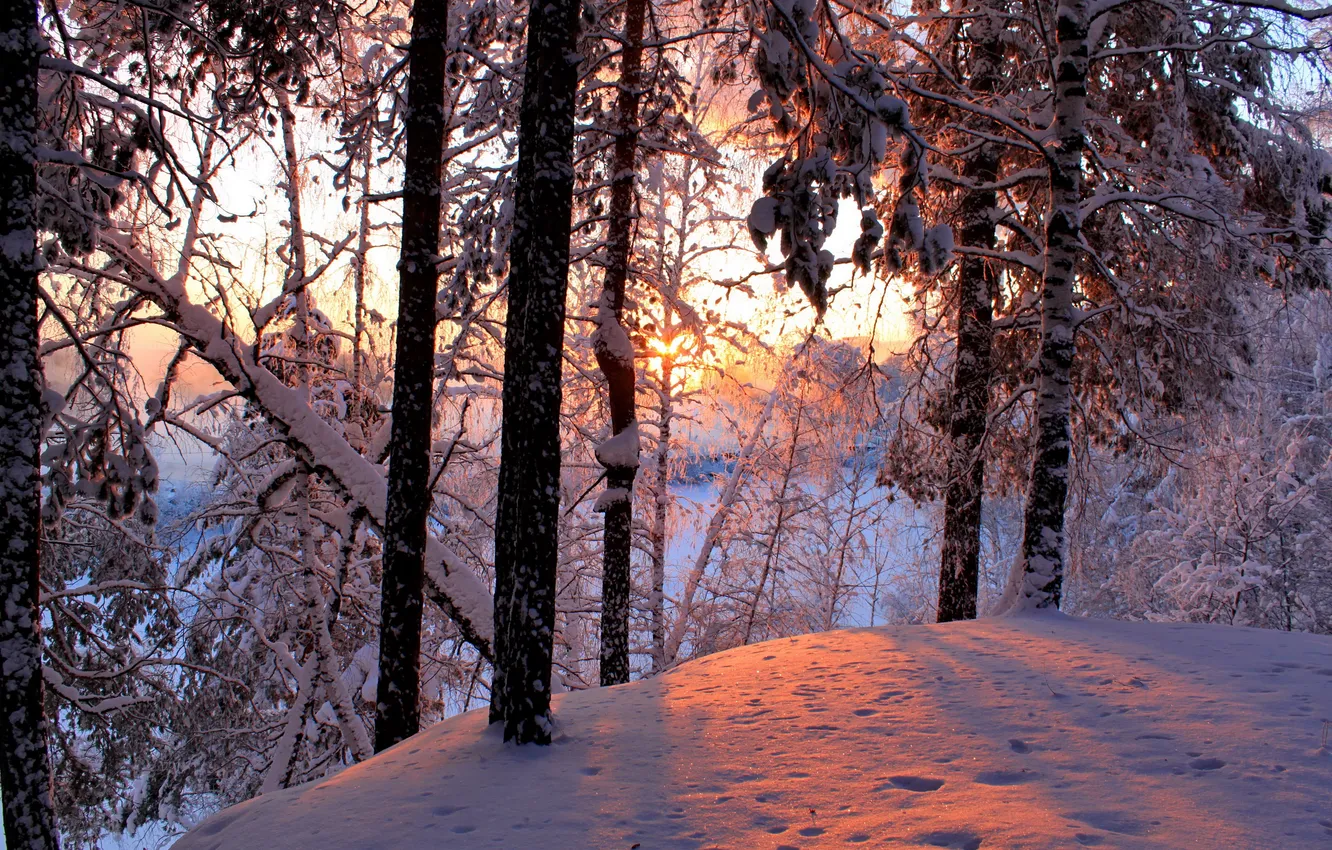 Photo wallpaper winter, forest, the sky, the sun, clouds, snow, trees, landscape