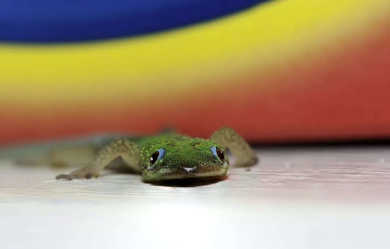 Photo wallpaper lizard, Gecko, reptile