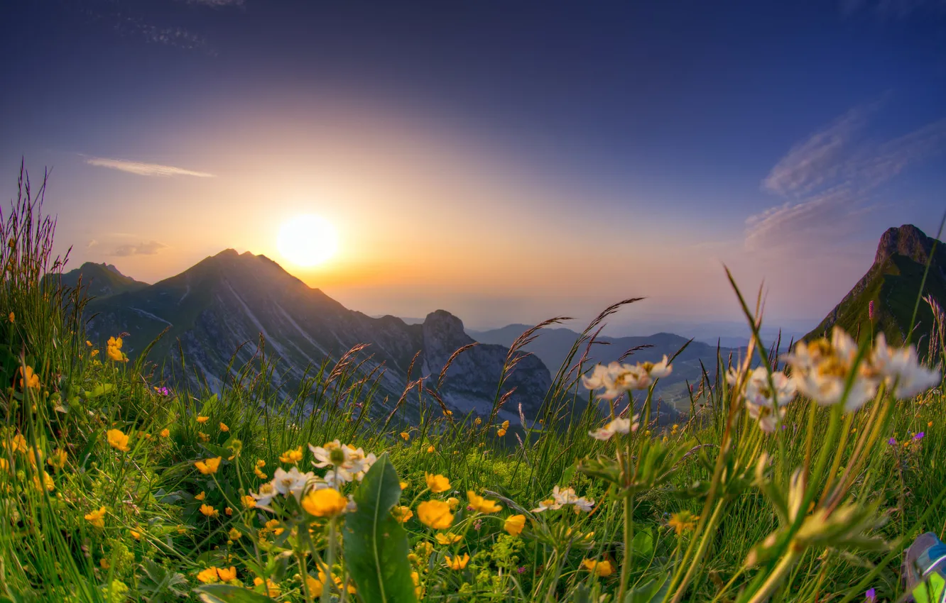 Photo wallpaper flowers, mountains, spring, meadow