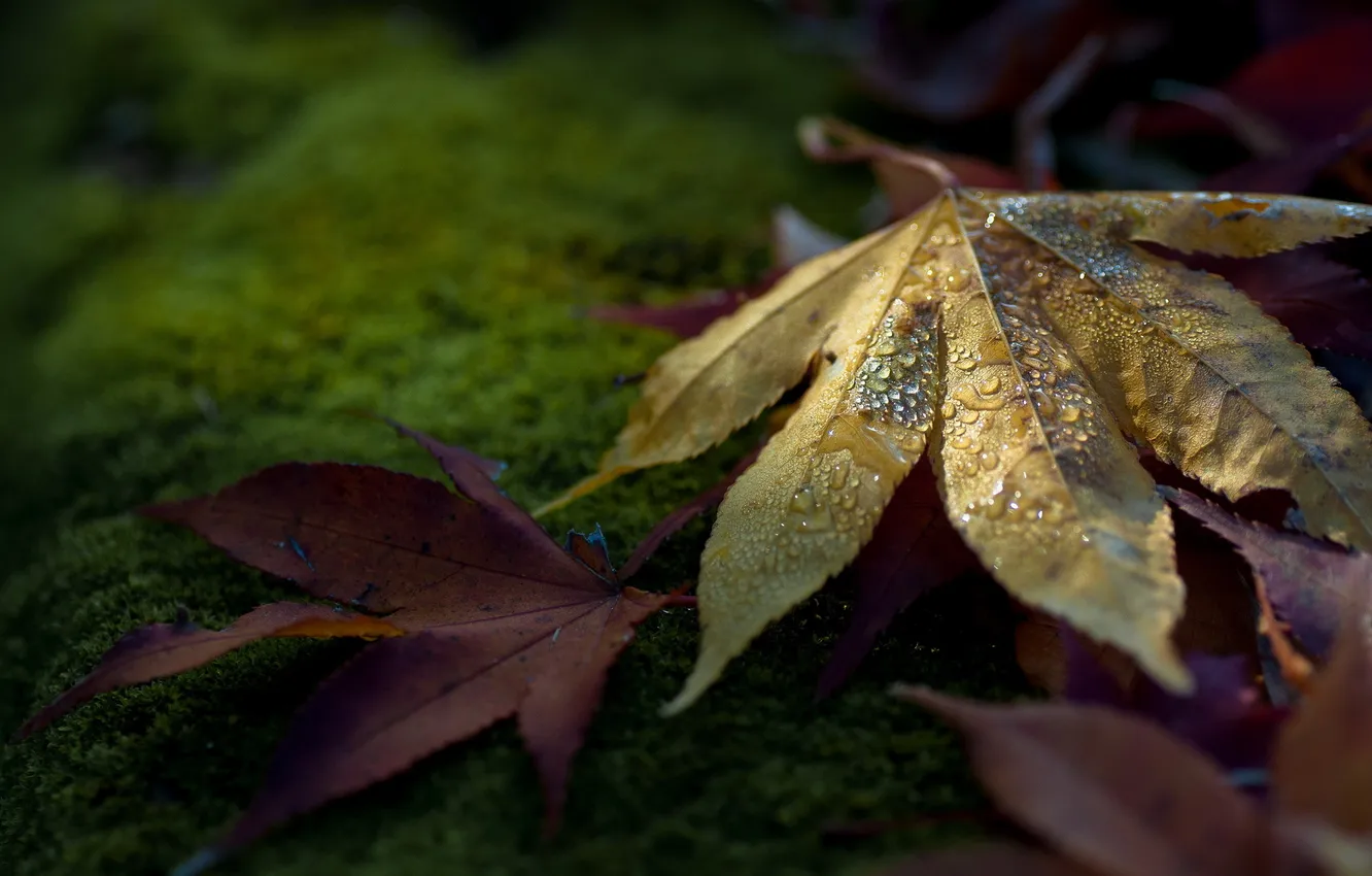 Photo wallpaper leaves, macro, nature