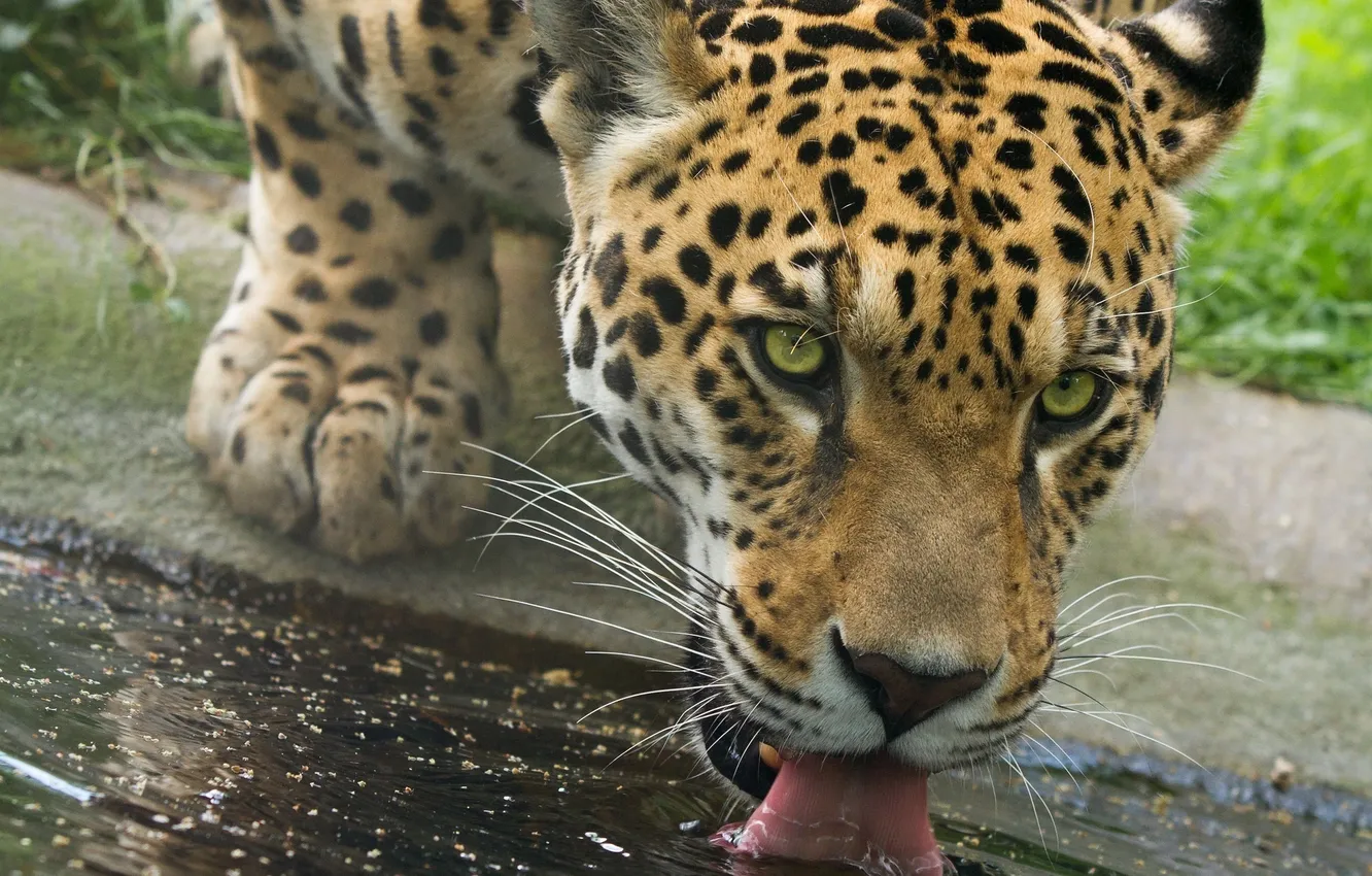 Photo wallpaper language, face, predator, Jaguar, drink, wild cat