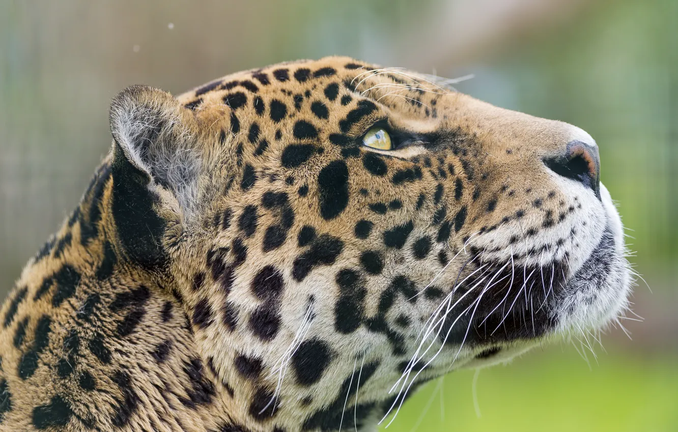 Photo wallpaper cat, face, Jaguar, profile, ©Tambako The Jaguar