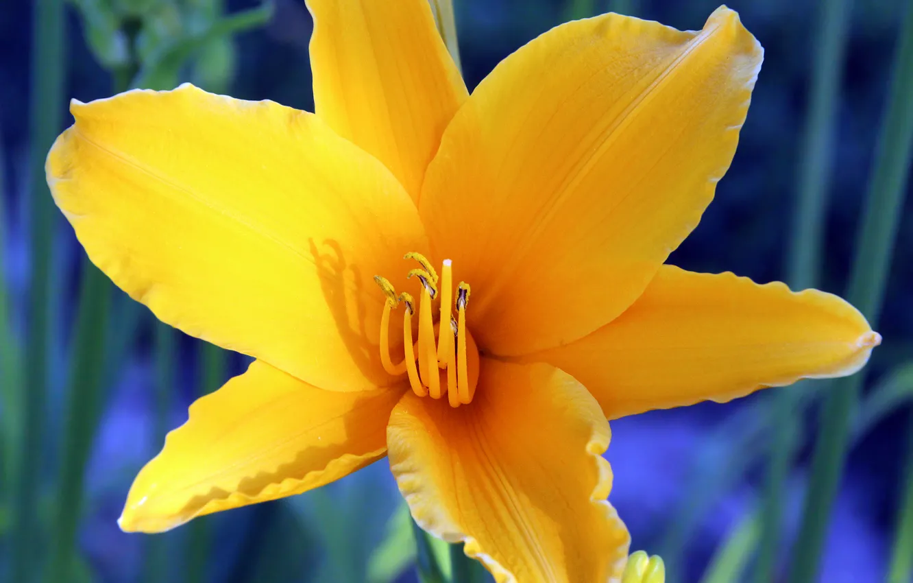 Photo wallpaper flowers, yellow, nature, plant, stamens, daylilies