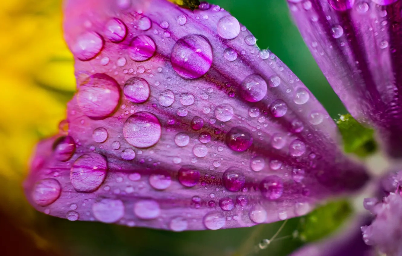 Photo wallpaper drops, macro, Rosa, petals, pink