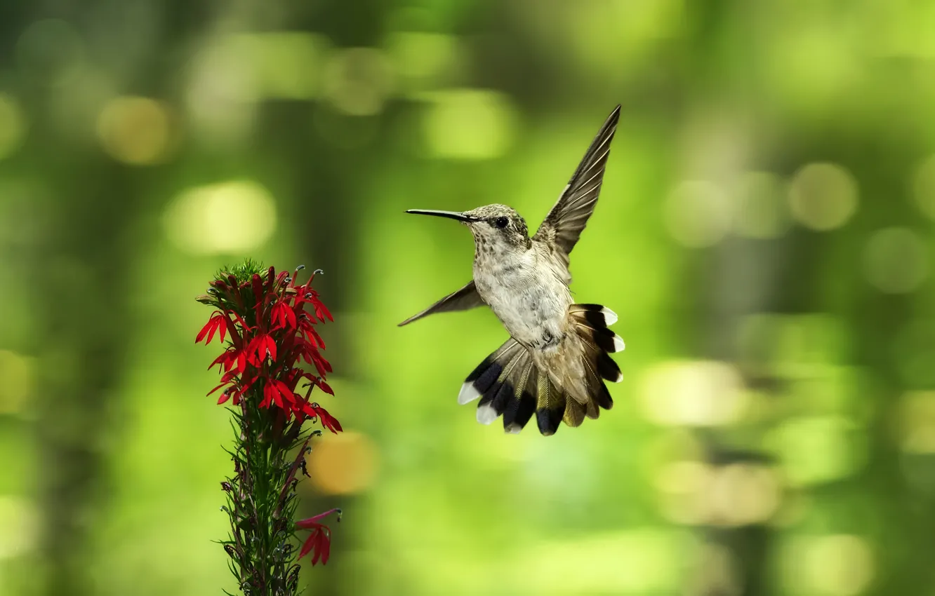 Photo wallpaper flower, flight, background, bird, Hummingbird, bokeh
