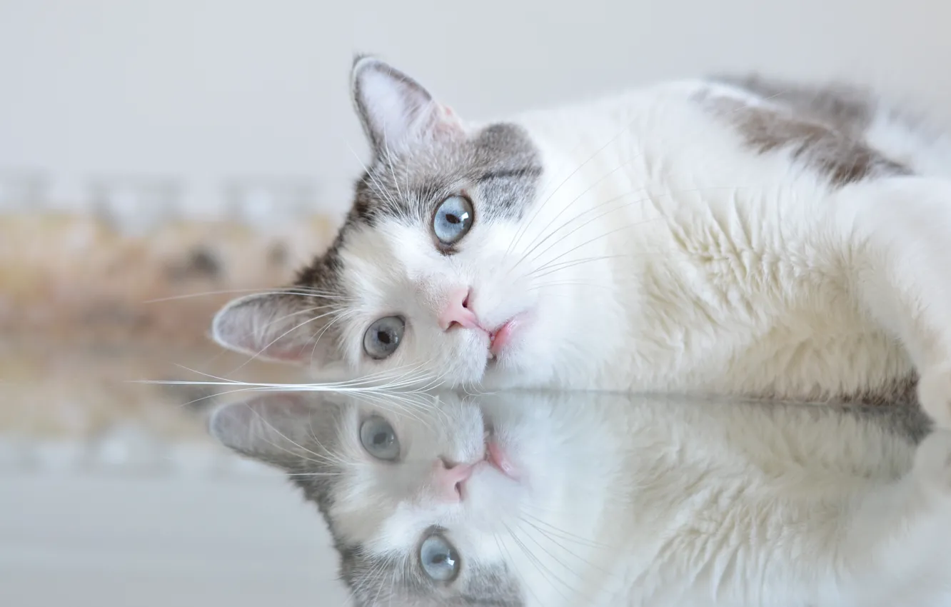 Photo wallpaper cat, look, reflection, blue eyes