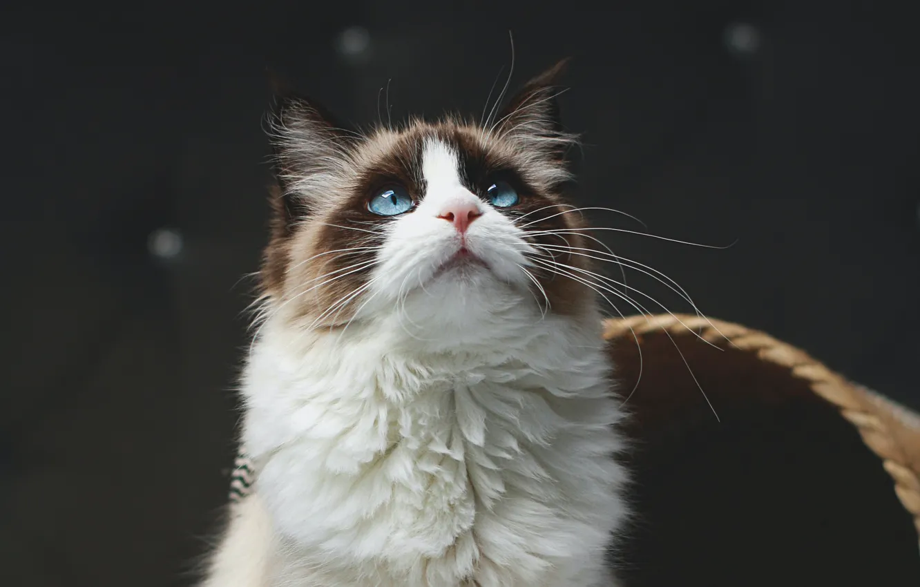 Photo wallpaper cat, cat, face, looking up, Ragdoll