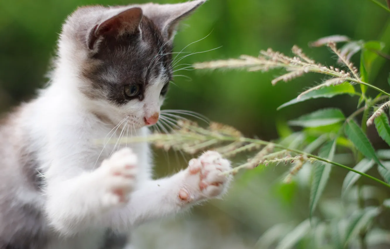 Photo wallpaper summer, legs, muzzle, kitty