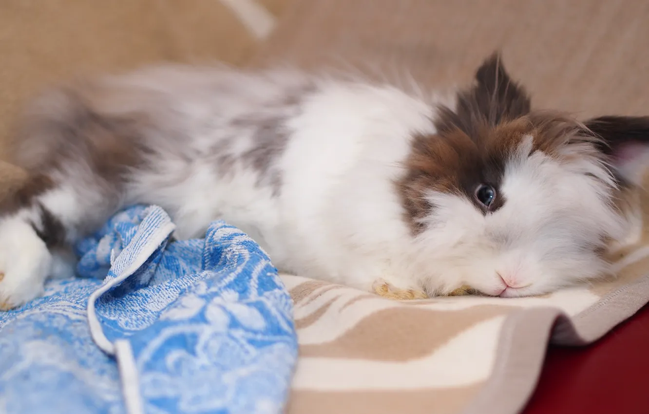 Photo wallpaper look, stay, towel, rabbit, lies, Mat, Bunny, face