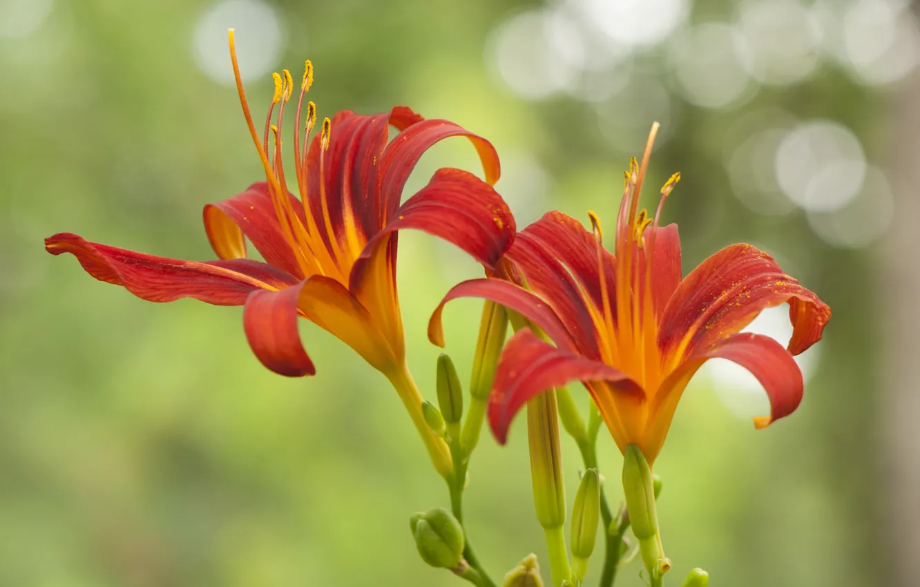 Photo wallpaper nature, petals, daylilies