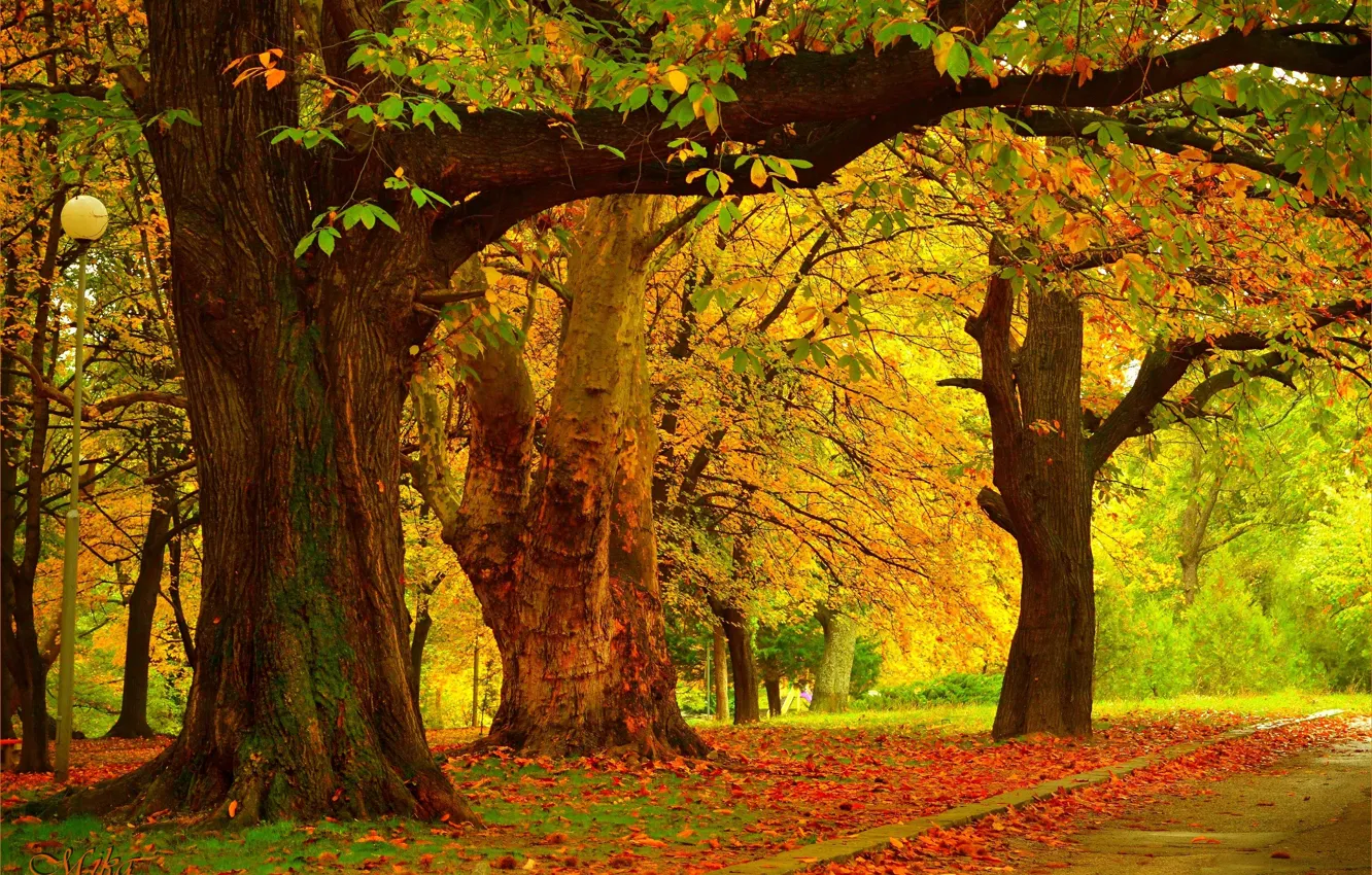 Photo wallpaper Autumn, Trees, Fall, Autumn, Trees