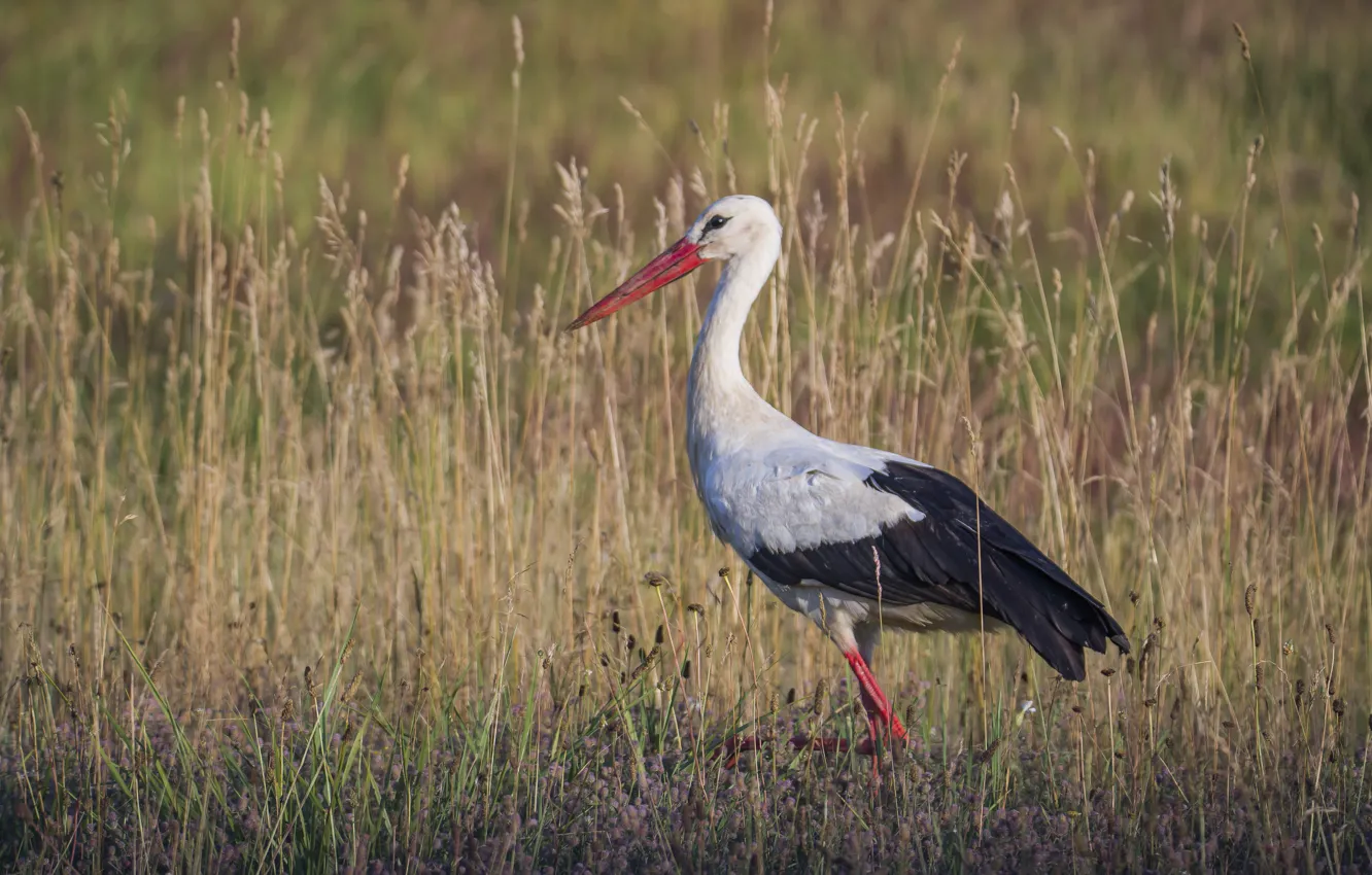 Photo wallpaper grass, bird, stork, is