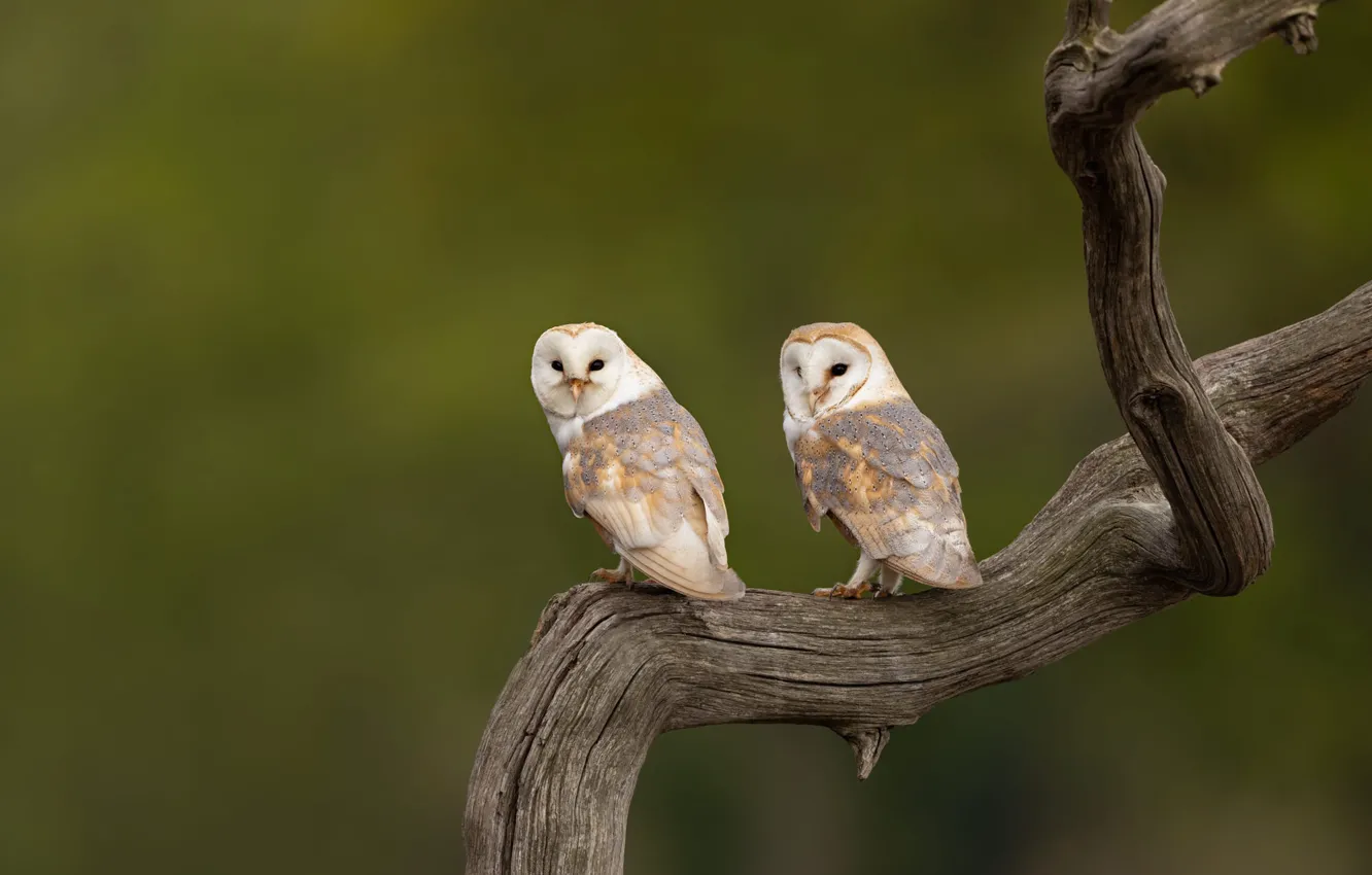 Photo wallpaper trees, branches, nature, background, owl, bird, two, pair