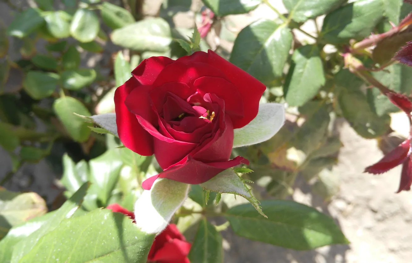 Photo wallpaper Rose, Rose, Red rose, Red rose
