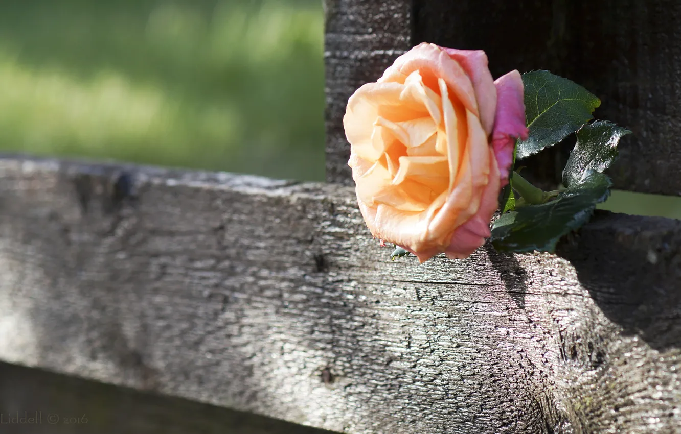 Photo wallpaper the fence, rose, Board