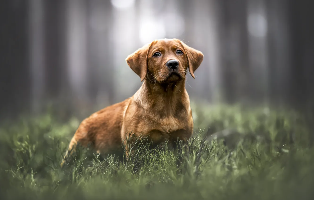 Photo wallpaper look, pose, dog, face, Retriever