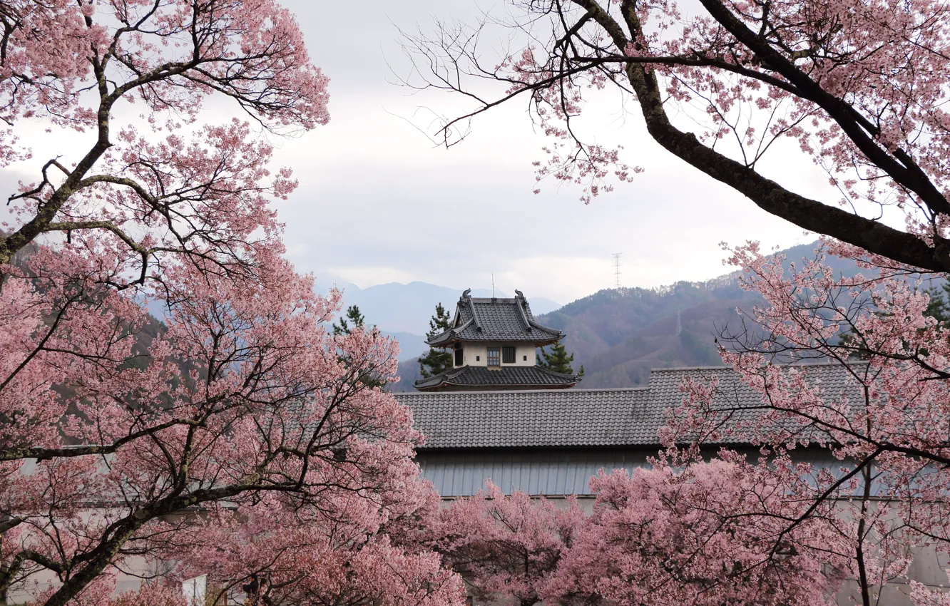 Photo wallpaper trees, flowers, branches, spring, Asia, pagoda, the cherry blossoms