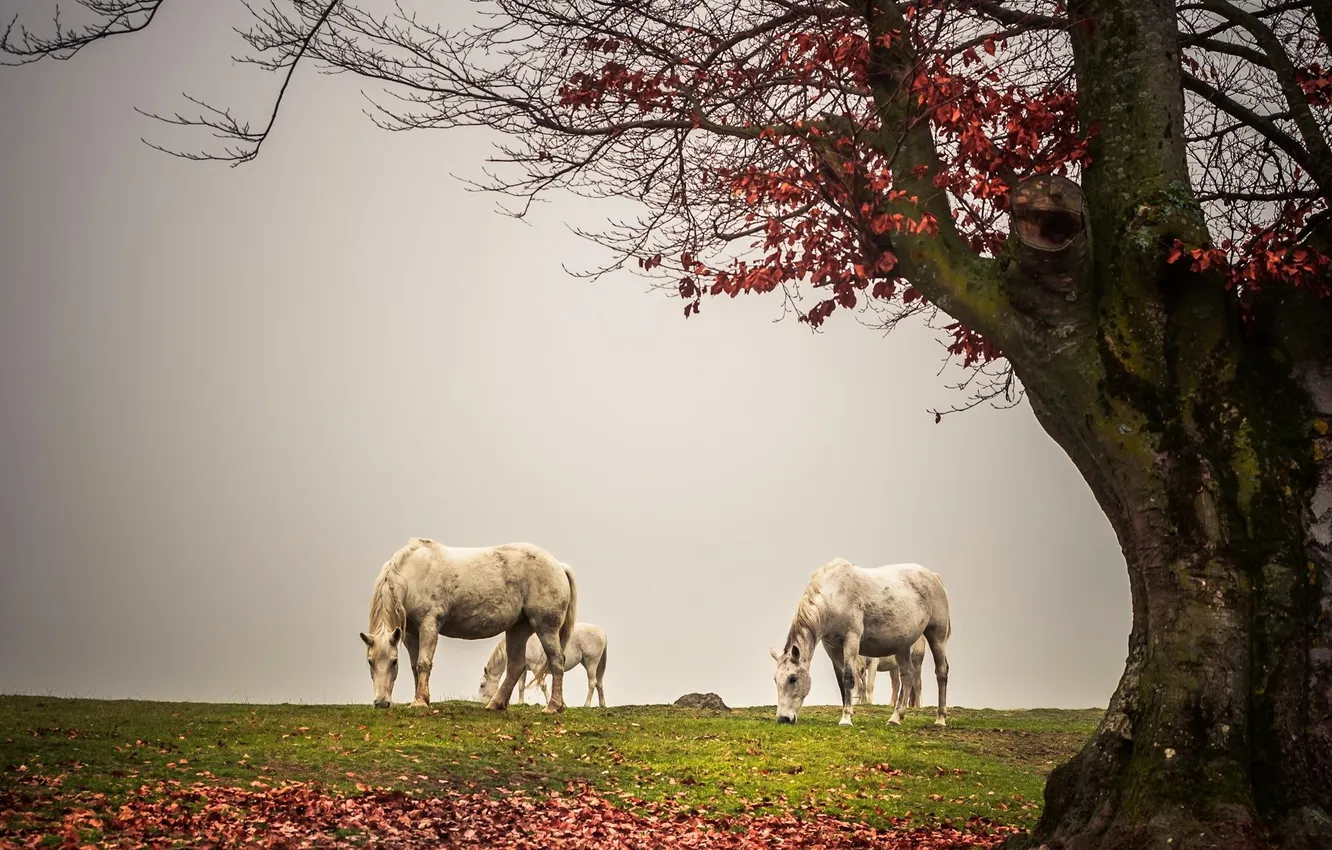 Photo wallpaper trees, fog, horse