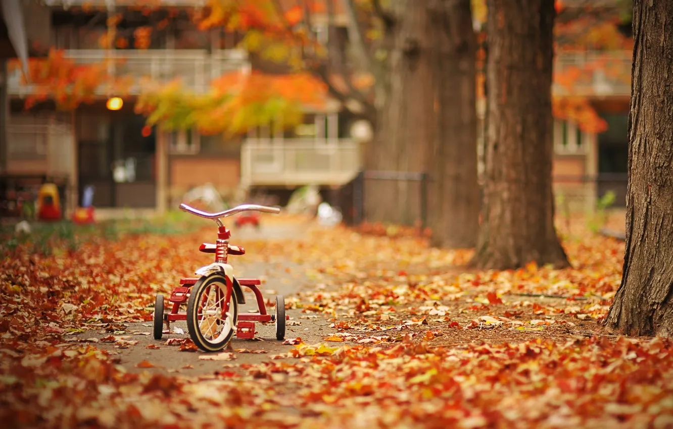 Photo wallpaper leaves, trees, bike, Park, Autumn