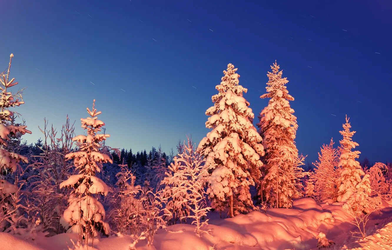 Photo wallpaper winter, forest, snow, the evening