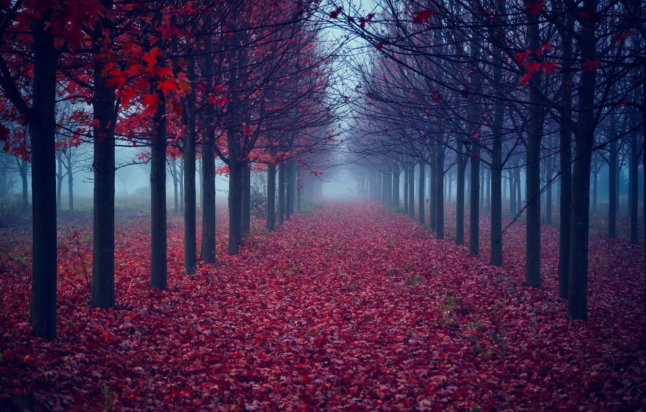 Photo wallpaper autumn, leaves, trees, fog