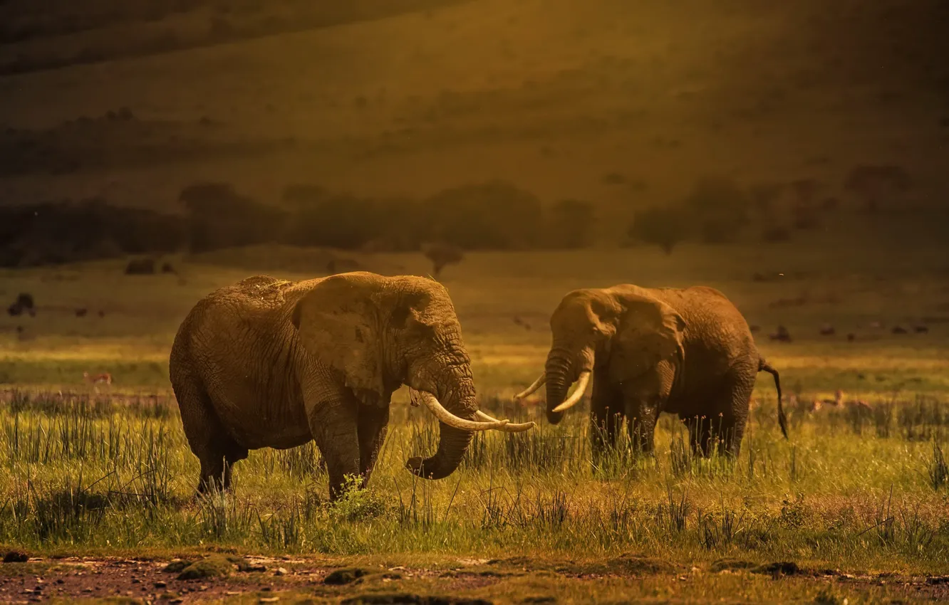 Photo wallpaper elephants, dusk, Tanzania, Ngorongoro Crater