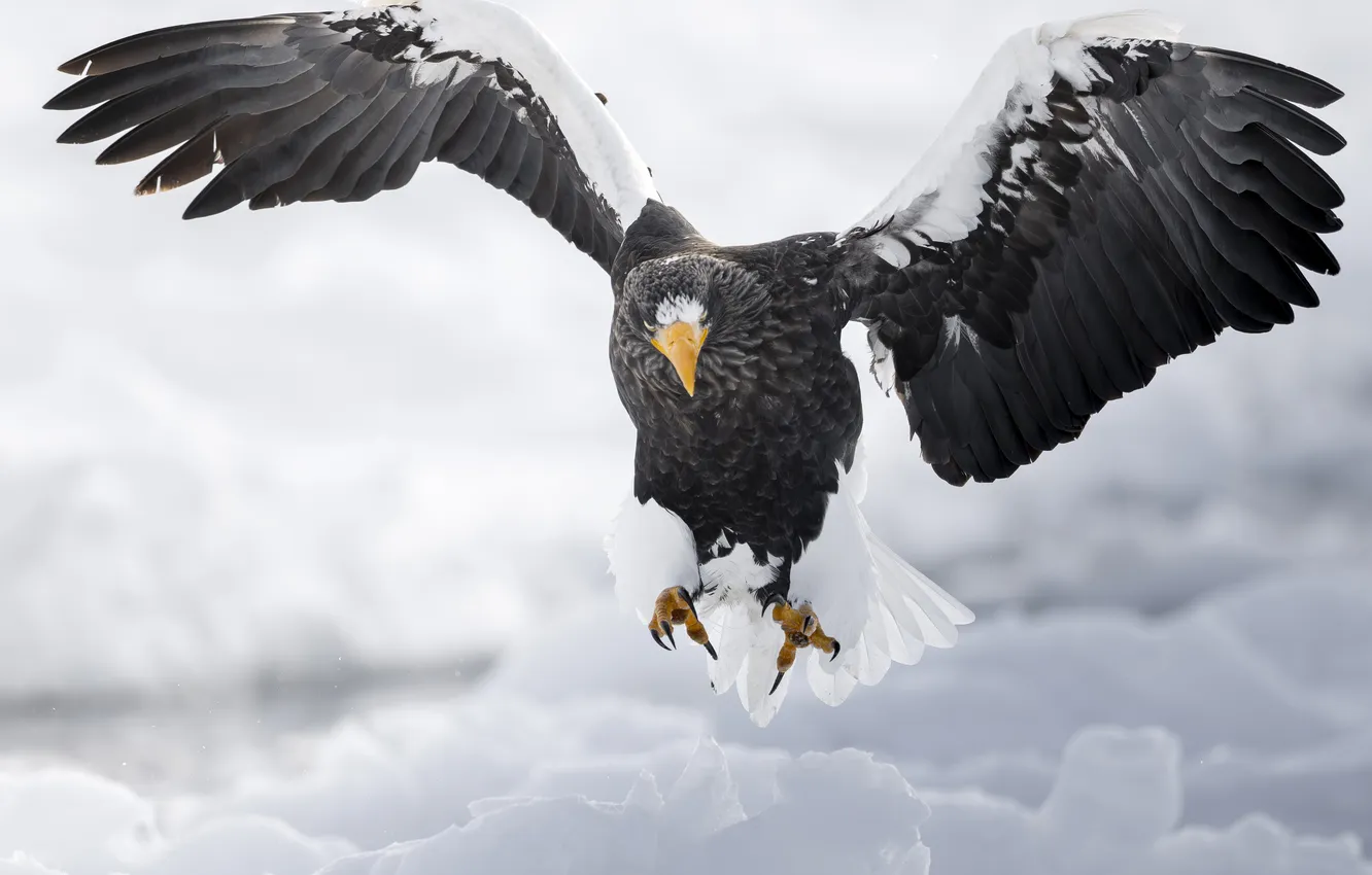 Photo wallpaper Eagle, feathers, pose, beak