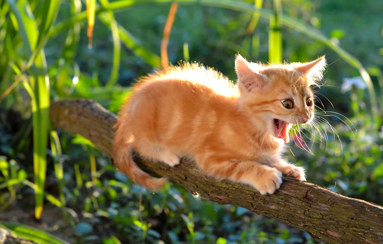 Photo wallpaper cat, look, pose, kitty, face