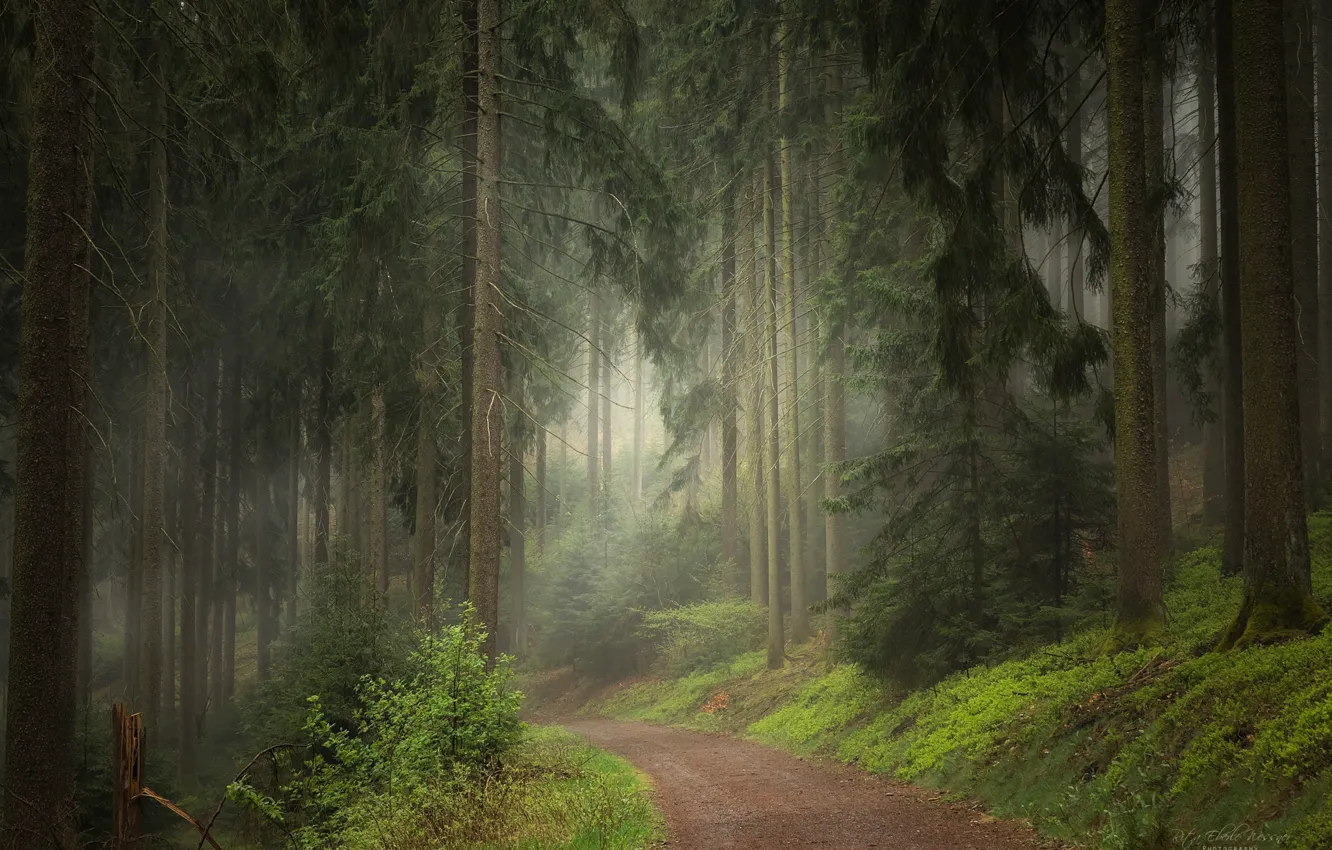 Photo wallpaper forest, grass, trees, fog, path