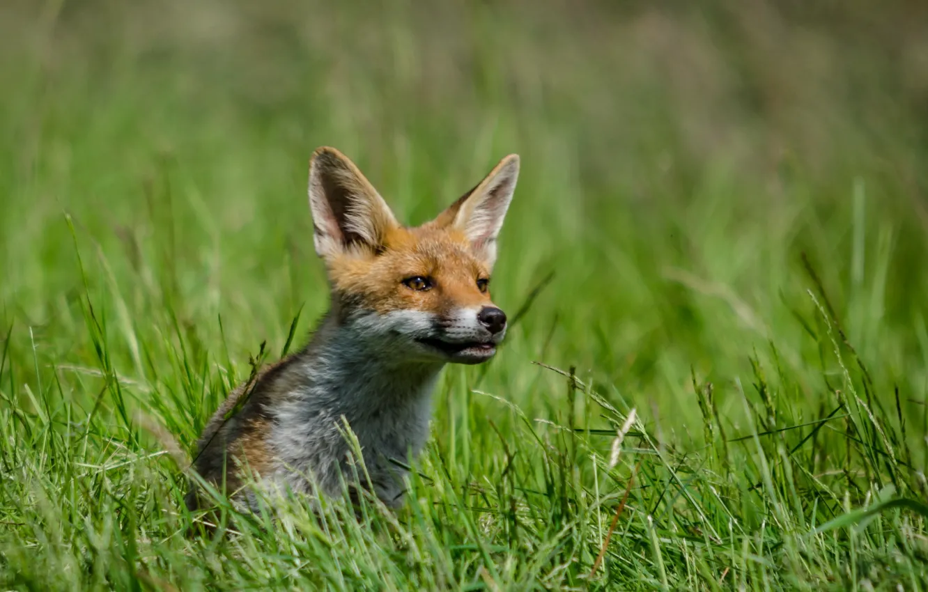 Photo wallpaper summer, nature, Fox