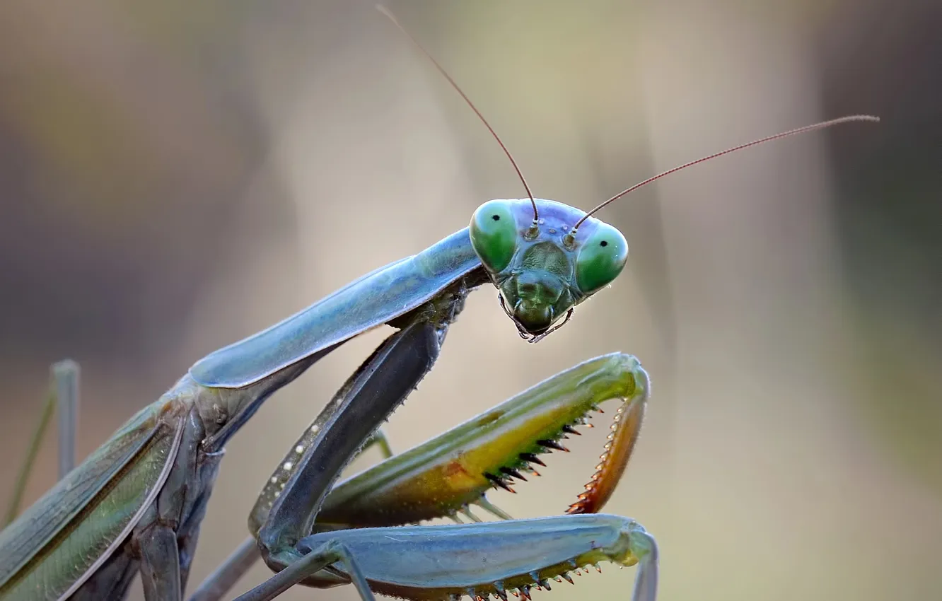 Photo wallpaper look, macro, portrait, legs, mantis, insect