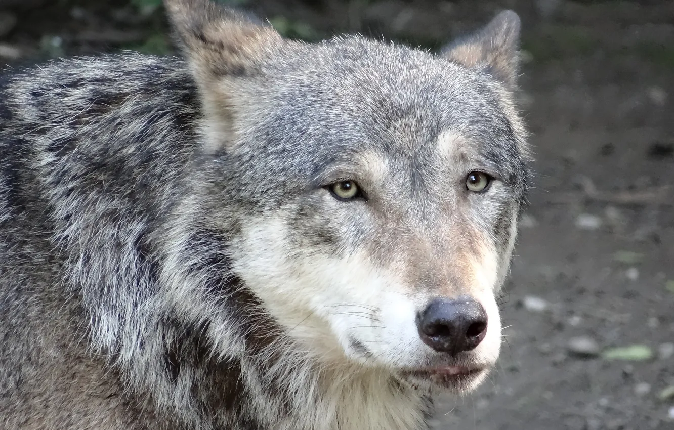 Photo wallpaper Predator, nature, snow, face, animal, wolf, wolves, canis lupus