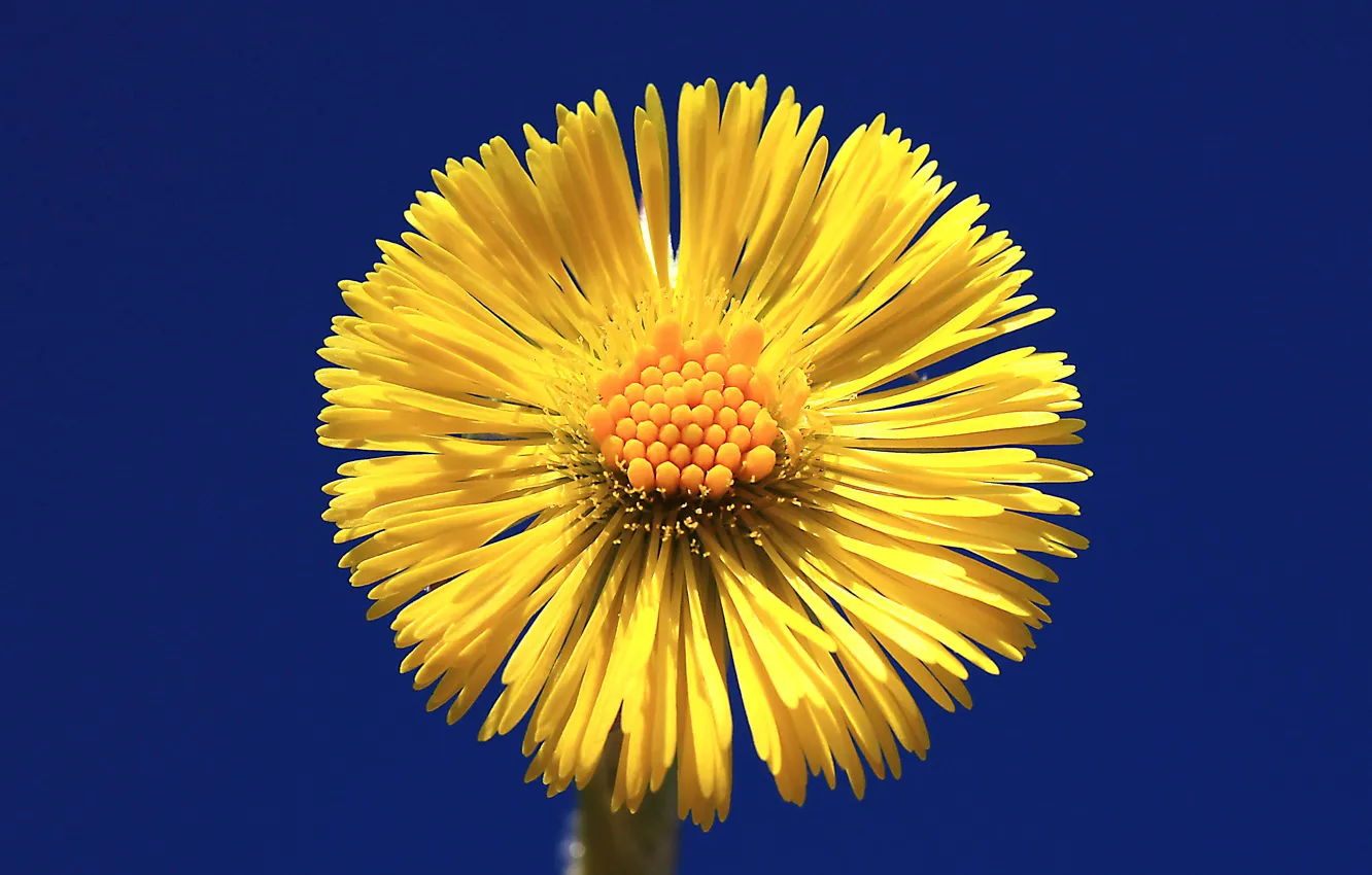 Photo wallpaper the sky, flowers, nature, petals