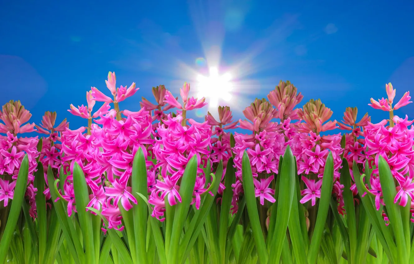 Photo wallpaper the sky, pink flowers, hyacinths