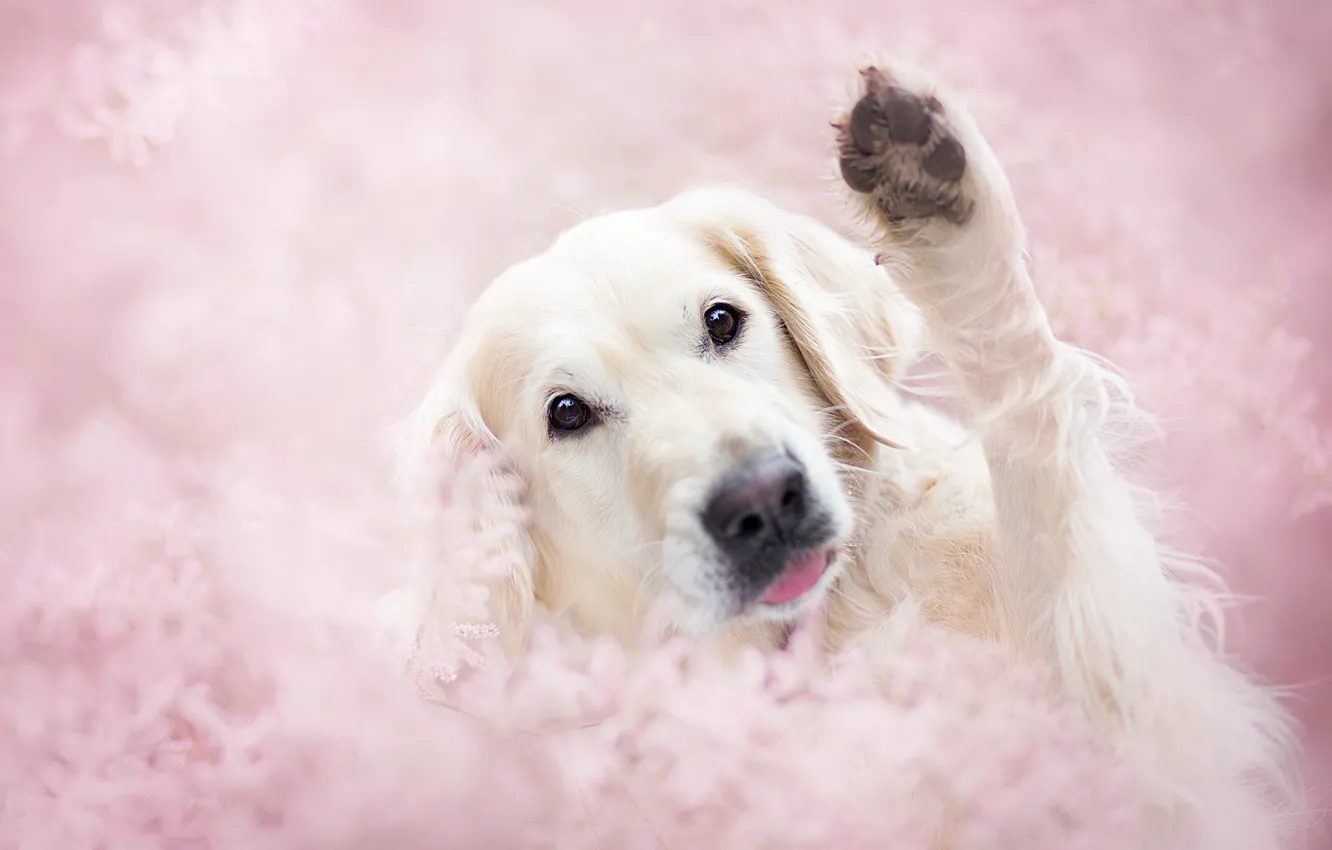 Photo wallpaper pose, portrait, dog, spring, paws, flowering, Wallpaper from lolita777