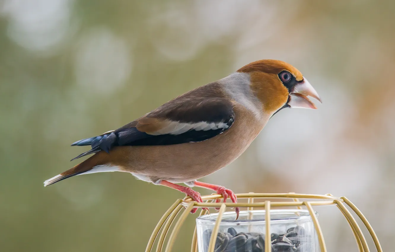 Photo wallpaper bird, sitting, feeder, Grosbeak, photohunt