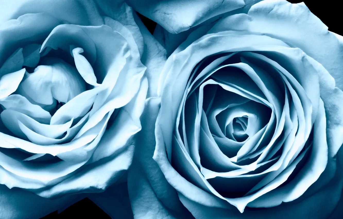 Photo wallpaper roses, beauty, blue, blue, Roses, beauty