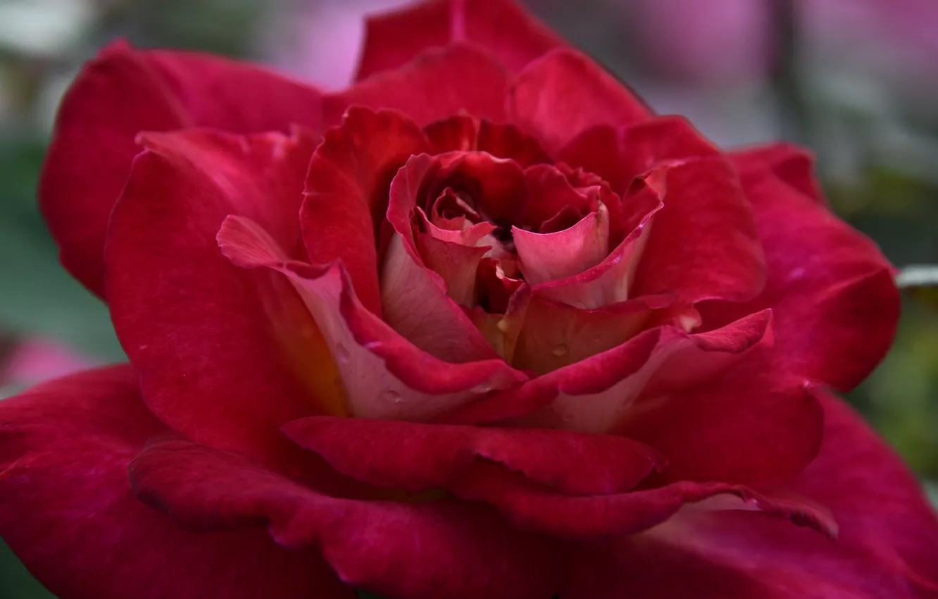 Photo wallpaper macro, roses, petals, buds