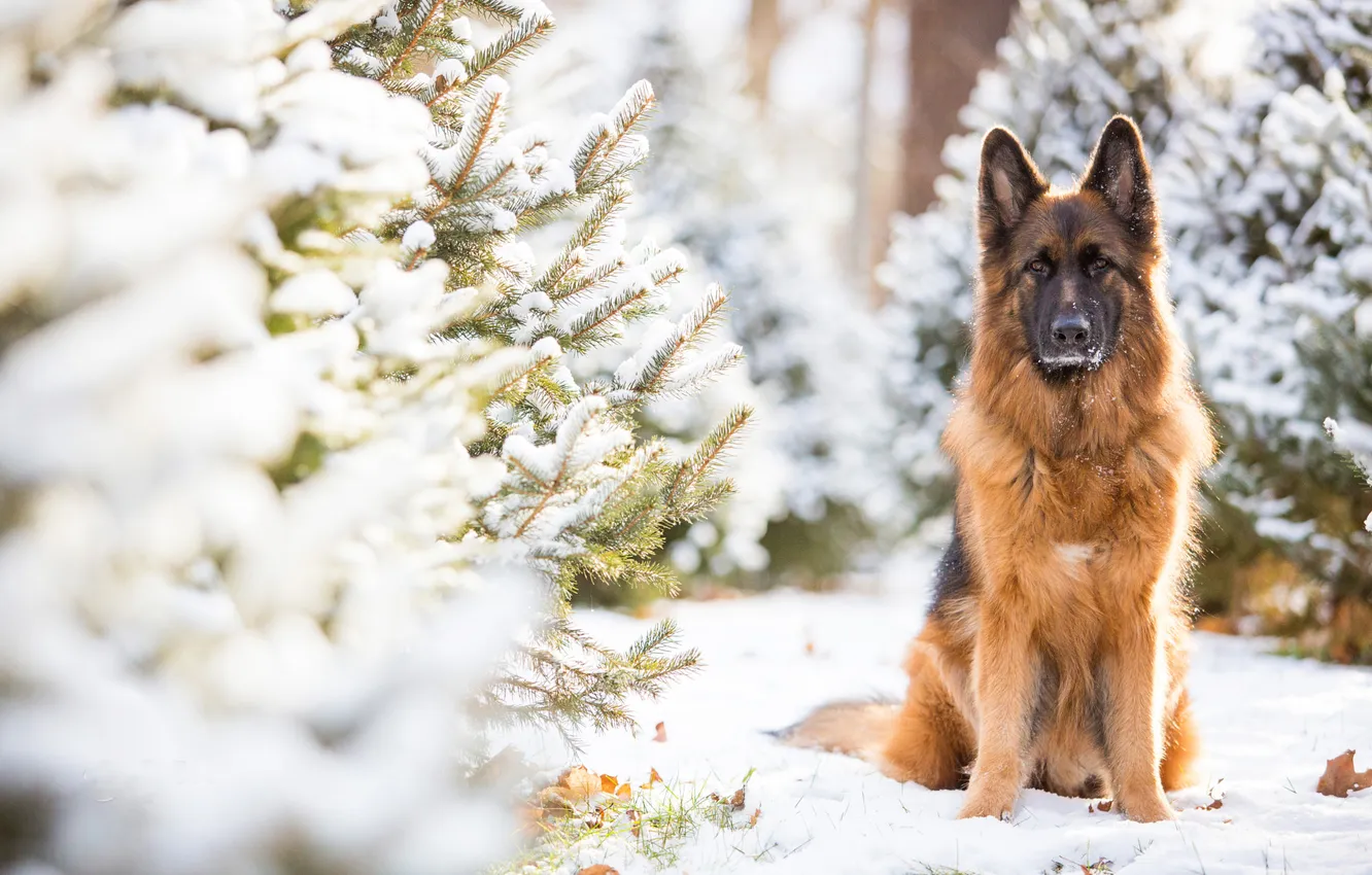Photo wallpaper winter, dog, German shepherd