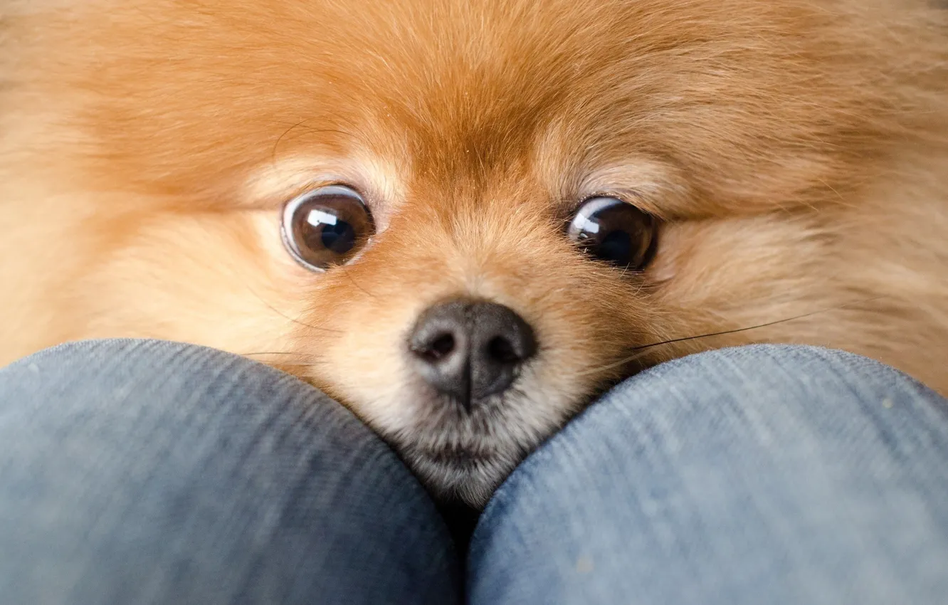 Photo wallpaper eyes, dog, jeans, red, knees, Spitz