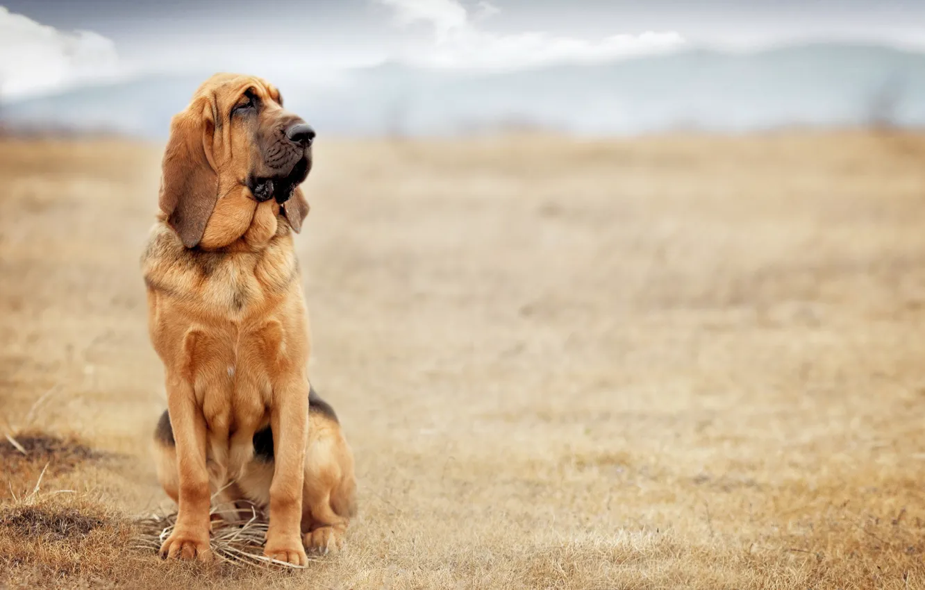 Photo wallpaper look, each, dog