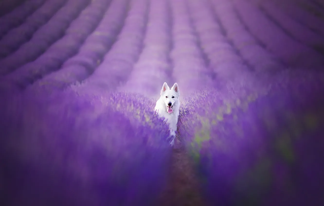 Photo wallpaper field, look, each, dog, lavender