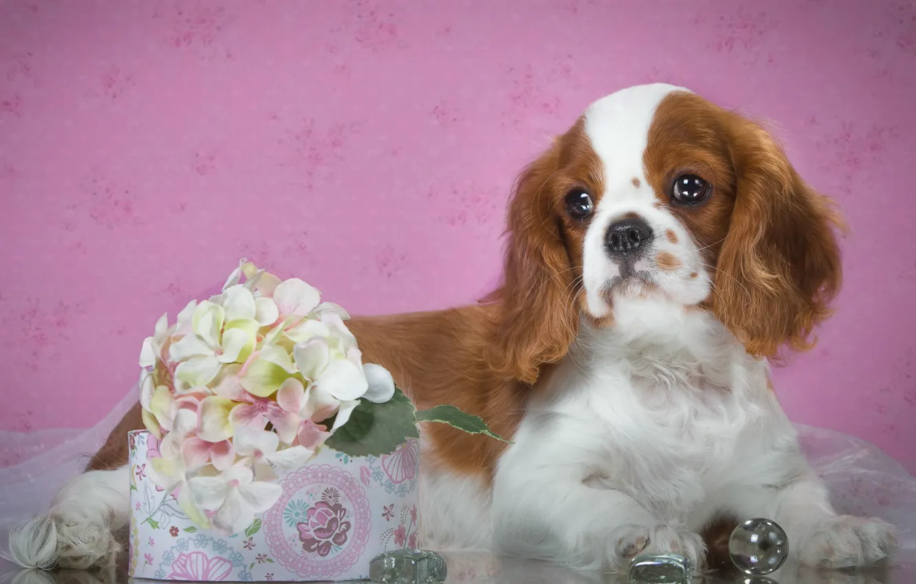 Photo wallpaper puppy, Spaniel, spotted, hydrangea